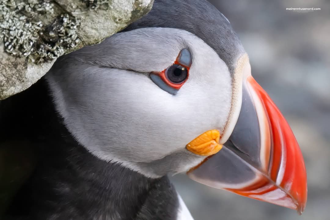 Celebrating #WorldPuffinDay today with this beautiful photo by Kristoffer Nærø Ytterland #Norway #birds <a href="/Fuglevern/">BirdLife Norge</a>
