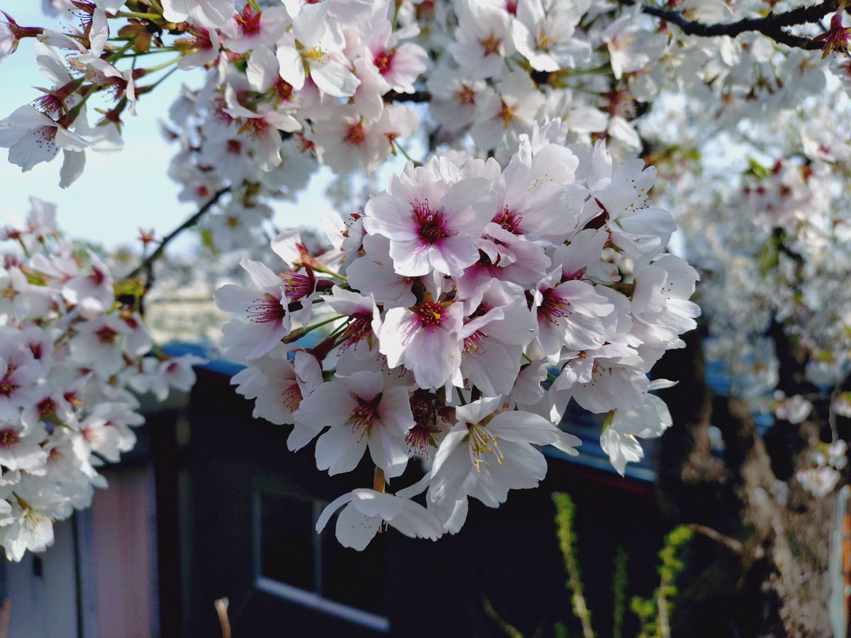 kanko_nanyo's tweet photo. 【桜開花状況🌸】

南陽市商工観光課です。
4月6日現在の烏帽子山公園の桜の様子です✨
南側は少し花びらが散り始めていますがまだまだ綺麗見られます☺️
そして、北側の桜が満開をむかえております😄
皆様ぜひ、烏帽子山千本桜を見においでください‼️

#山形県 #南陽市 #桜まつり https://t.co/9Gol7Slifm