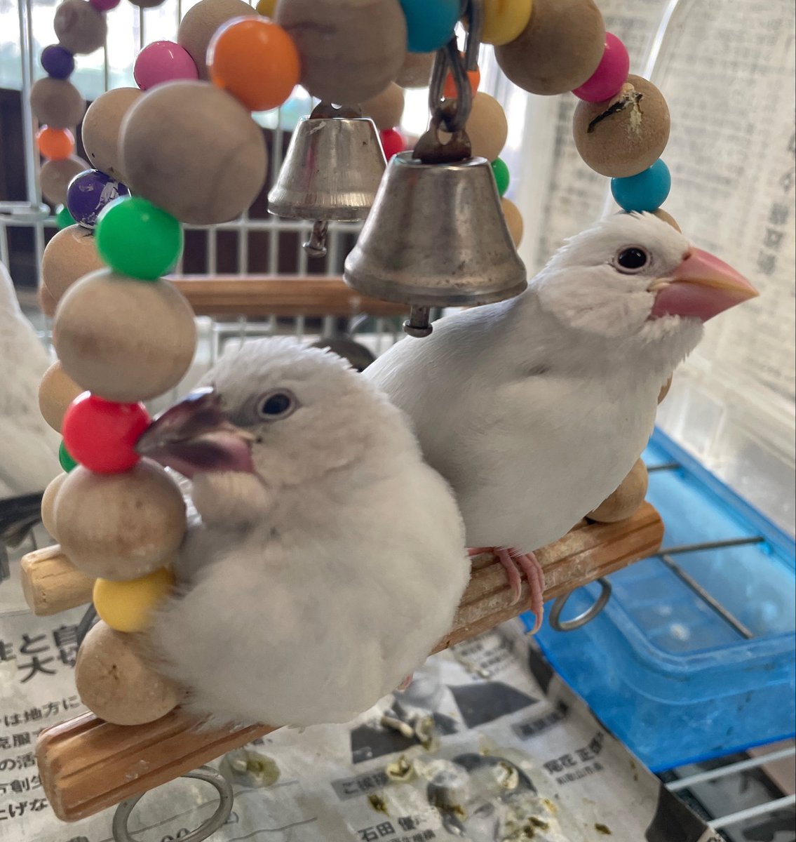 文鳥が可愛いので雨の日も頑張れそうです。