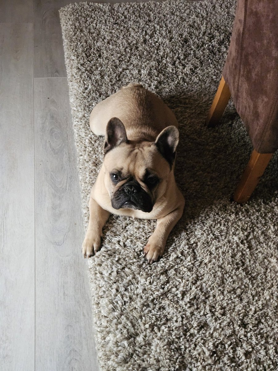 WrodenFF's tweet photo. @amagicmantv Steam 🙏
(Picture of dog as a bribe, you can have as many as you desire) https://t.co/ikt5nSbkLM
