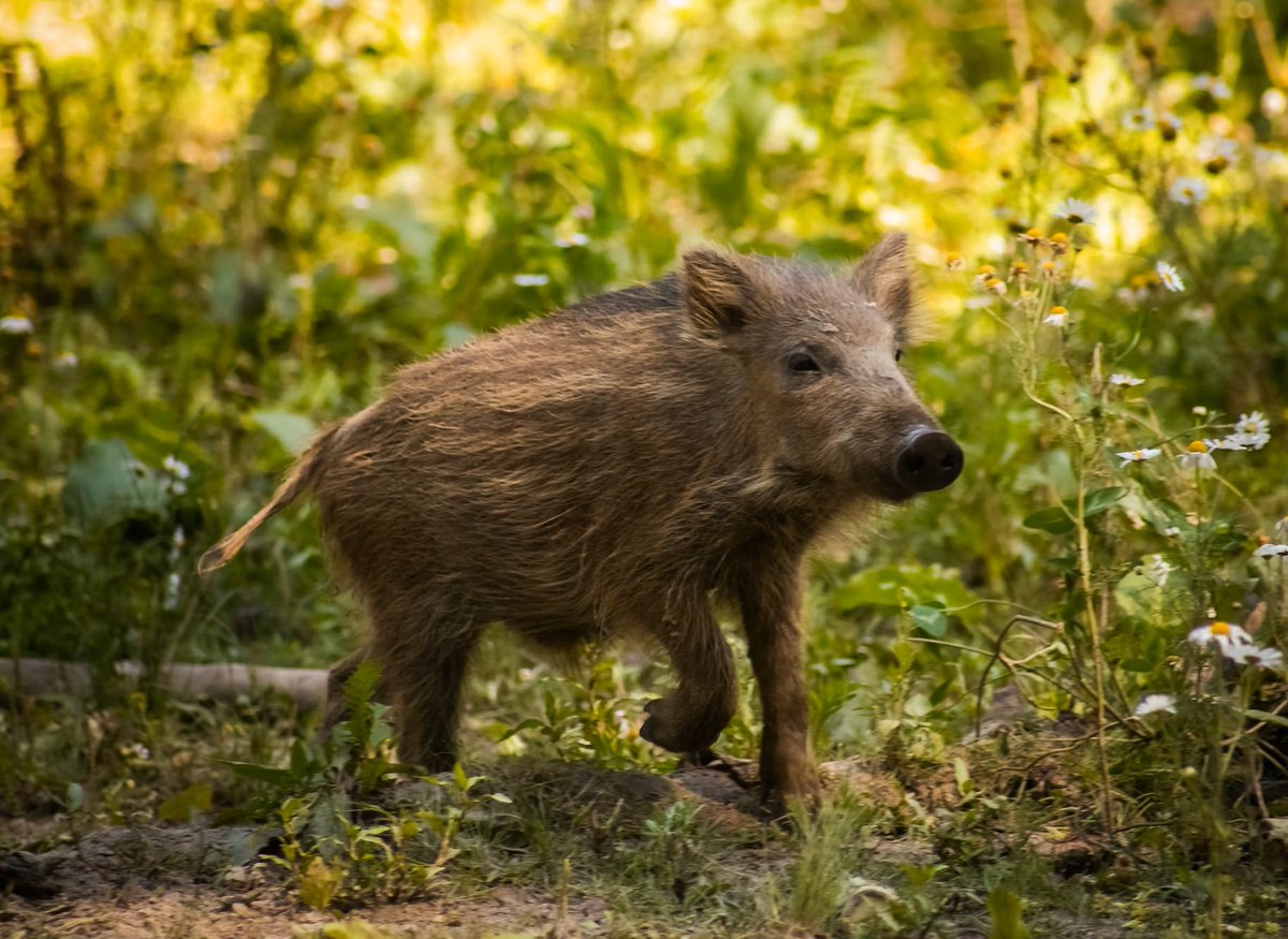 Mark your calendars!
In two days WOAH Regional Representation for Europe hosts the 2nd technical webinar on the ASF epidemiological situation in Spain. Free registration and full details here: 
>English rr-europe.woah.org/en/Events/woah…
>Spanish woah.org/es/evento/semi…
>Russian