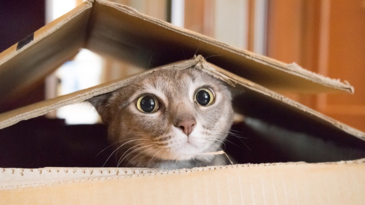 Au coeur des animaux tweet media