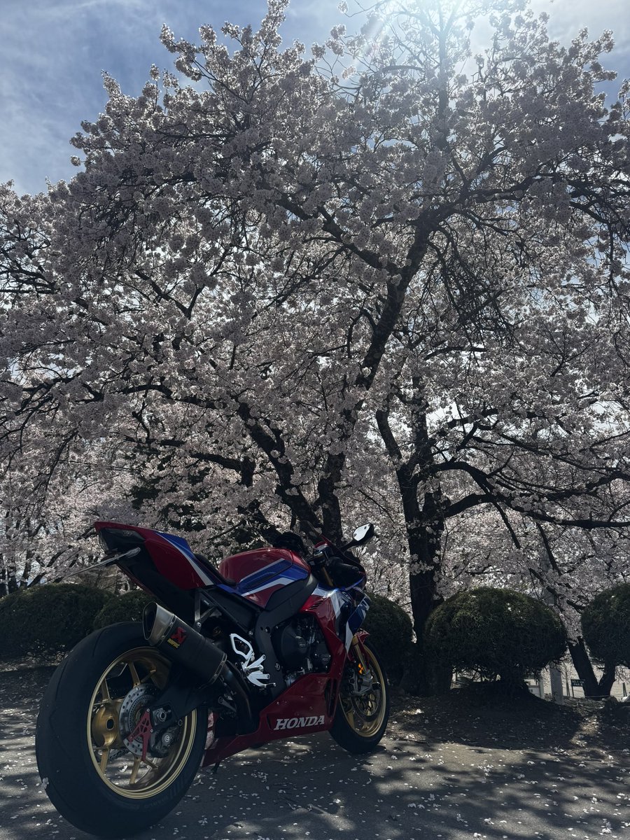 ko20210216's tweet photo. 🌸 https://t.co/vlpaxYskNb