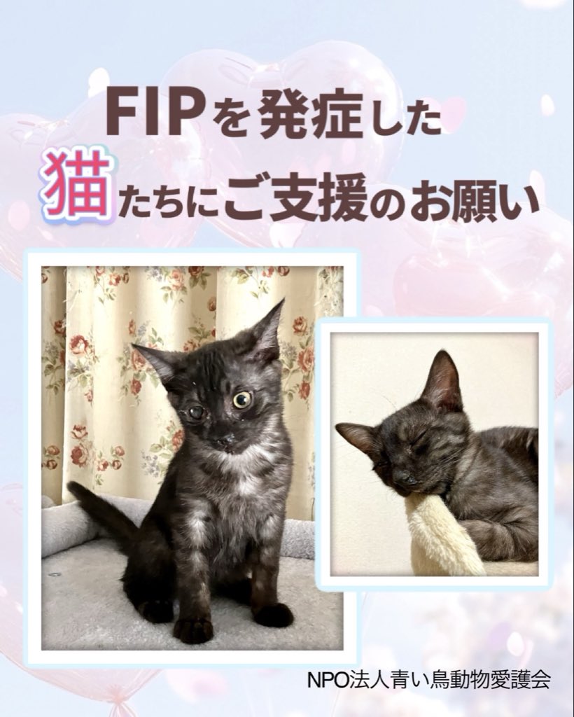 青い鳥動物愛護会🕊️@山口県防府市 tweet media