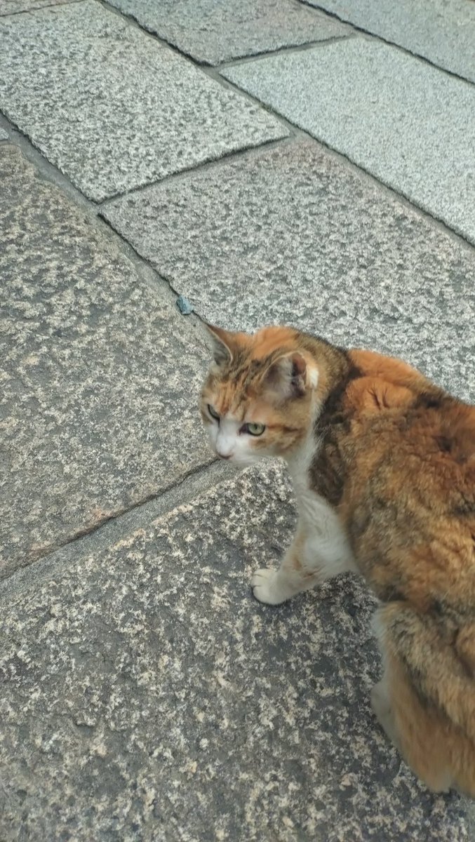 遊んでくれてありがとう😽
久々に猫欲満たされて嬉しい😻