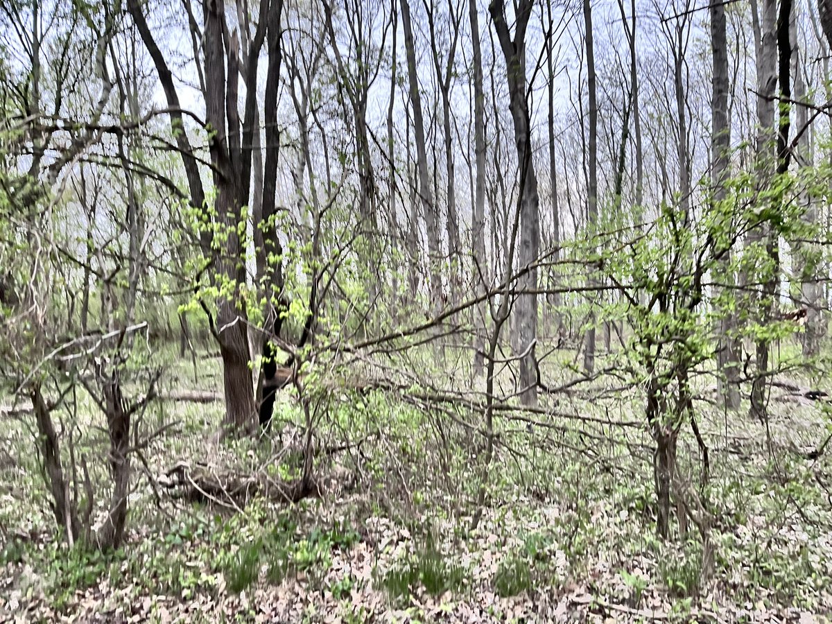 merlindragonz's tweet image. #keeprunning #marathontraining #raceweek #trail #lobau #vienna #earlyrunner