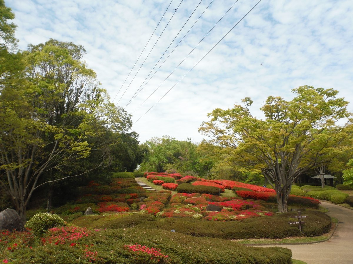 ４月14日（火）、河内の里の「ツツジ」です。
＃錦織公園　＃河内の里　＃ツツジ