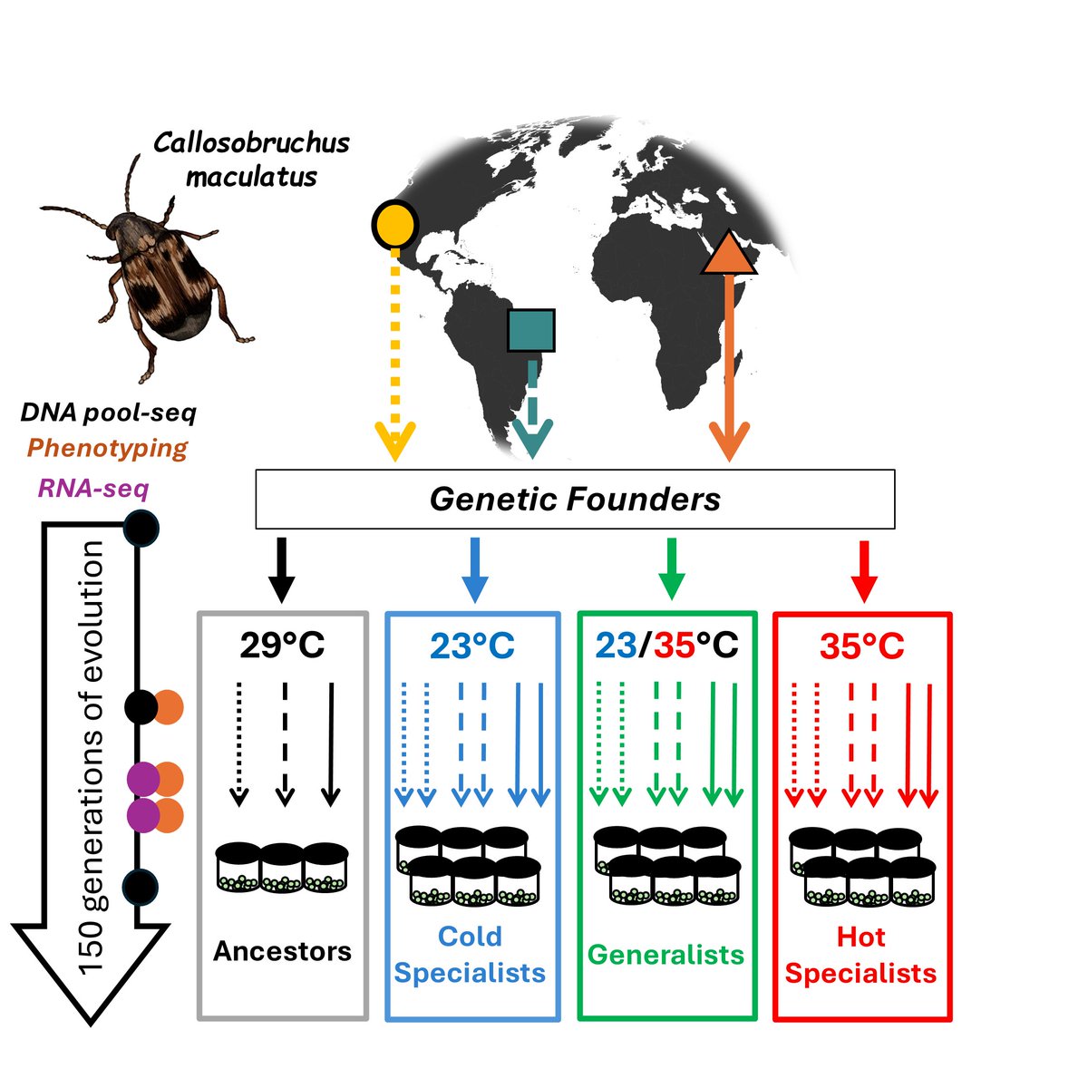 DBergerBiol's tweet photo. PhD-position ALERT! 🧪🪲  🧬

Interested in studying the genomics of local adaptation and niche breadth using long-term experimental evolution?

Come join me and @gmkov at @AnimEcol_UU, Uppsala University. Read more and apply here: https://t.co/GjCZ6RckYP

Deadline 22nd of May! https://t.co/eoQJqzm04I