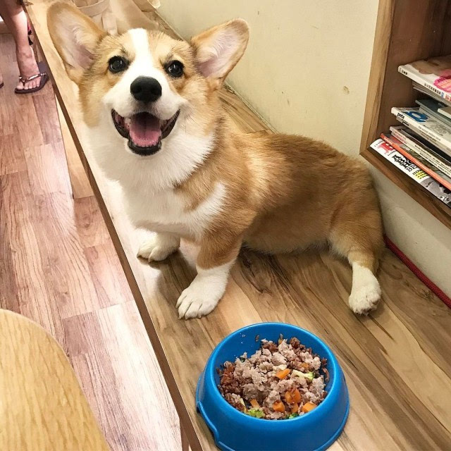 sonu2028690's tweet image. "Your pup’s favorite spot Right by your side.  #PetLove #PawParade"