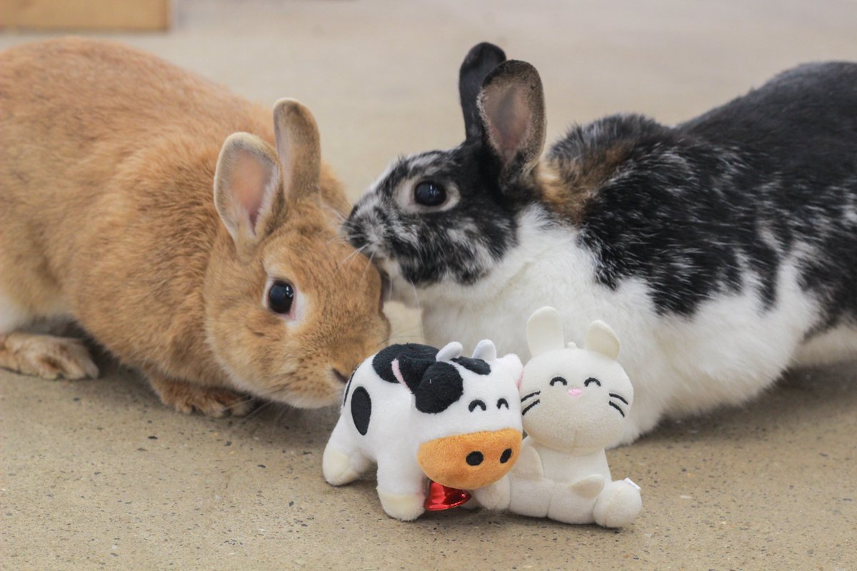 成田ゆめ牧場のゆめこちゃん tweet media