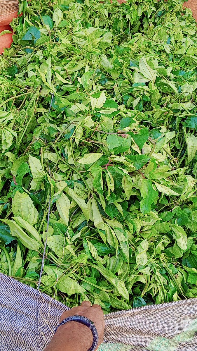 Chukwunonso (Farmer) tweet media