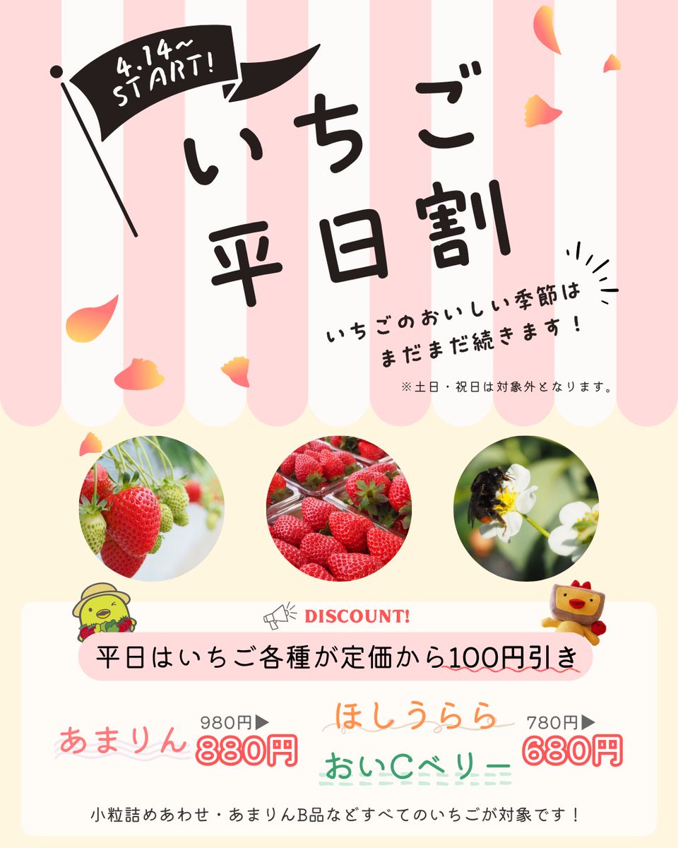「いちご平日割」本日からスタートしました♪

明日は
あまりん▶︎43パック
ほしうらら▶︎13パック
おいCベリー▶︎47パック
小粒詰め合わせ▶︎12パック

115パックご用意見込みです🙏

いちごの季節はまだまだ続く！
ご来店お待ちしております🫡🔆