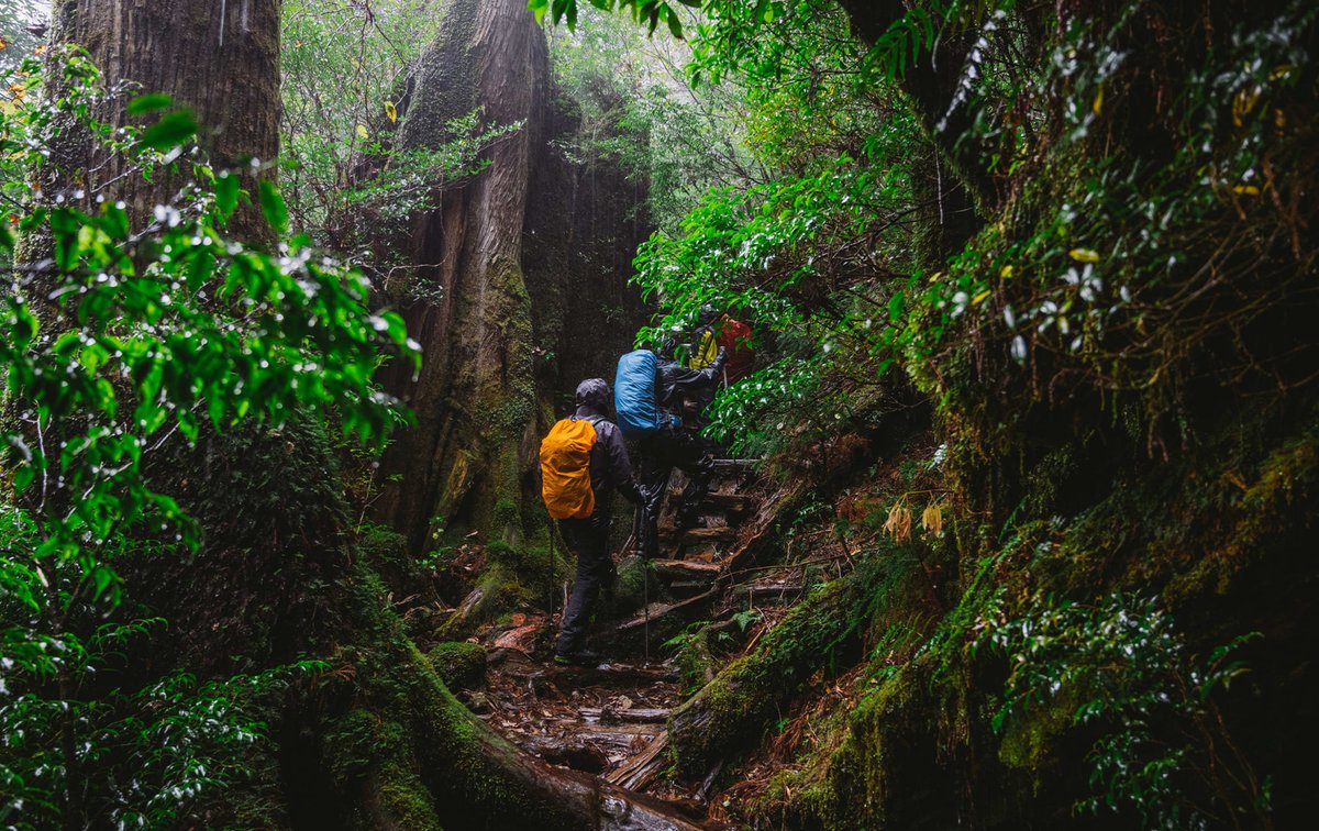 linda5802122862's tweet image. 🗾 Why Yakushima for May holiday?

✦ Lush green season
✦ UNESCO World Heritage
✦ Onsen after hiking
✦ Fewer crowds than mainland Japan

The perfect escape. 🌲

#GoldenWeek #JapanTravel #IslandHiking #HiddenJapan