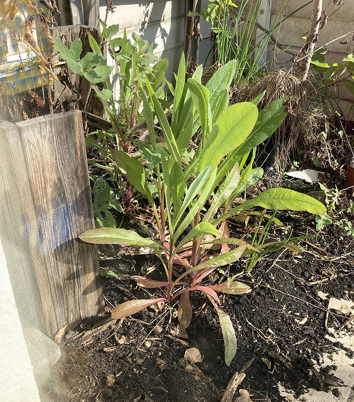 Fewmaster tweet media