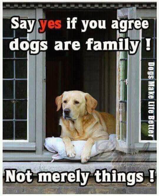 𝕏 Dogs tweet media