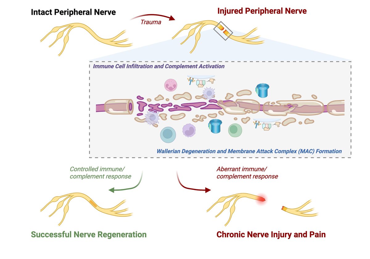Bioeng_MDPI's tweet image. 💥Excited for the publication: "Roles of the Complement System in Peripheral Nerve Injury and Repair"
🔗 brnw.ch/21x1zH8
🏫 @UCSanDiego
📌 #peripheralnerveinjury #complement #immunesystem #inflammatory #immunecell #nerveregeneration #neuron #walleriandegeneration