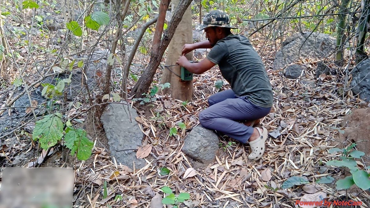 DFO_Angul's tweet photo. *Camera Trapping in Angul Forest Division*

Camera trapping serves as a vital scientific tool for monitoring wildlife within forest ecosystems. These motion-sensitive devices capture images of animals in their natural habitats without causing disturbance, enabling the assessment of species diversity, movement patterns, and behavioral activity.

The information generated supports evidence-based management, strengthens protection measures, and enhances conservation planning. Each recorded image reflects the rich biodiversity of the region and reinforces the commitment of Angul Forest Division towards sustainable wildlife conservation and long-term habitat preservation. 🌿🐾
@CMO_Odisha @GaneshRamBJP @ForestDeptt @PCCFWL_Odisha @Prem_CWLWOdisha