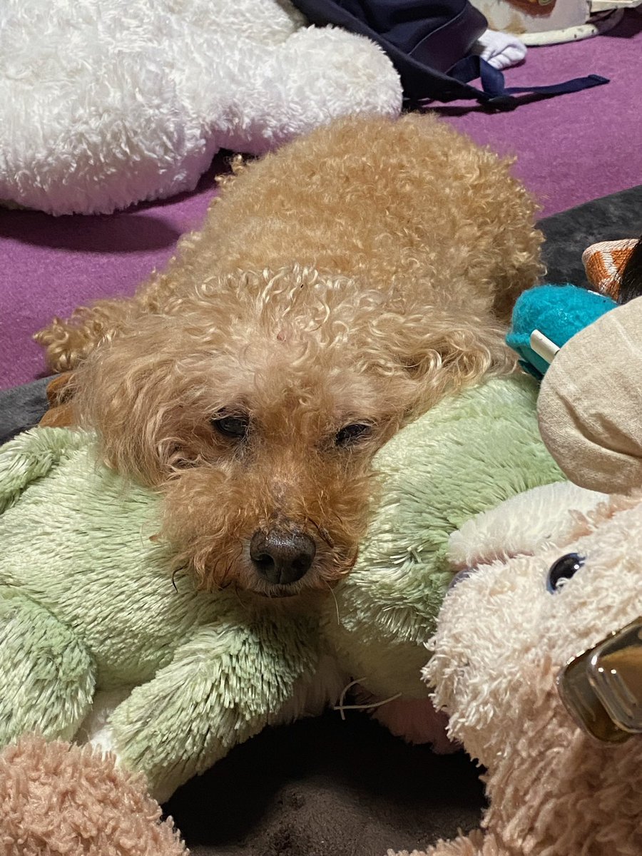 なるみ/ピッキー🐶 tweet media