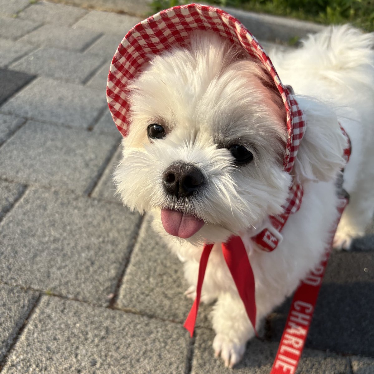 백미🐶 tweet media