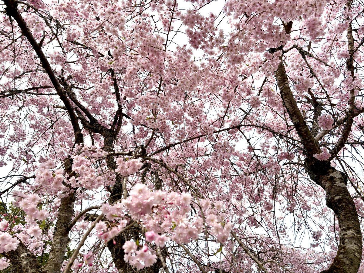 実家の方はまだいろんな桜が満開ですごい綺麗です🌸