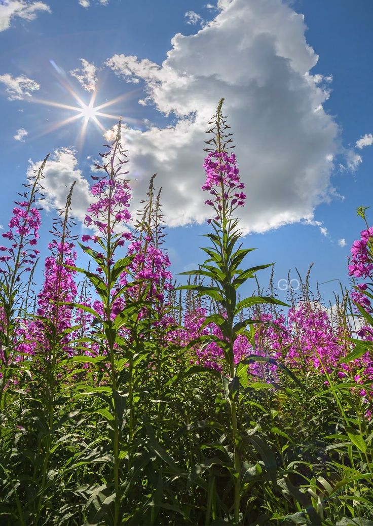 Xylonature tweet media