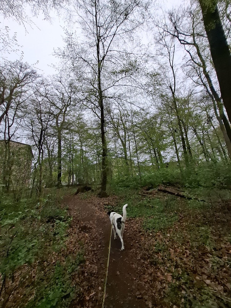 Bosko, Boskolito oder König! tweet media