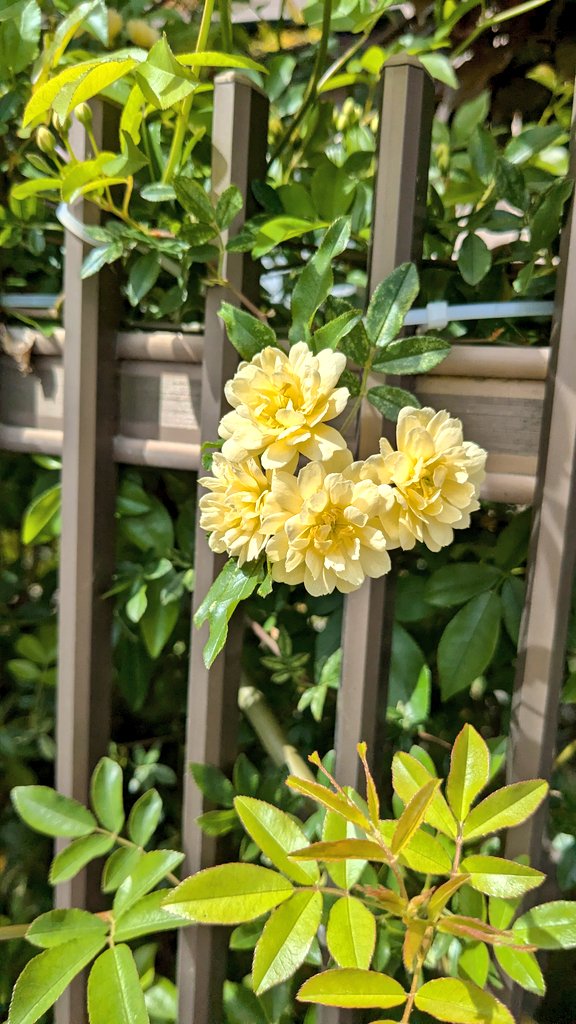 ちいり tweet media