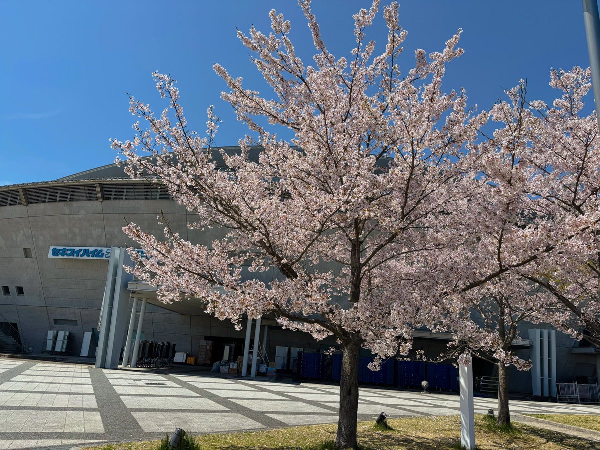 sas705tt's tweet photo. 2026年４月13日 #桑田桜 見てきました
ピンクが濃く、週末の強風にも耐えた花が咲き誇っていました🌸
15年前に桑田さんが植樹されたこの桜の木
今年15年の節目となる9月9.11.12に桑田さんが帰ってきてくれる😭嬉しいです☺️

#桜ひらり  はまだもう少し見られそうですよー🌸
#桑田佳祐 https://t.co/ypO0KbmT0a