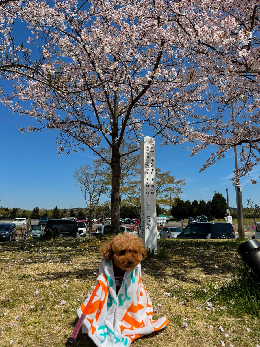 sas705tt's tweet photo. 2026年４月13日 #桑田桜 見てきました
ピンクが濃く、週末の強風にも耐えた花が咲き誇っていました🌸
15年前に桑田さんが植樹されたこの桜の木
今年15年の節目となる9月9.11.12に桑田さんが帰ってきてくれる😭嬉しいです☺️

#桜ひらり  はまだもう少し見られそうですよー🌸
#桑田佳祐 https://t.co/ypO0KbmT0a