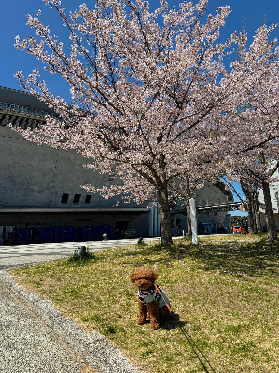 sas705tt's tweet photo. 2026年４月13日 #桑田桜 見てきました
ピンクが濃く、週末の強風にも耐えた花が咲き誇っていました🌸
15年前に桑田さんが植樹されたこの桜の木
今年15年の節目となる9月9.11.12に桑田さんが帰ってきてくれる😭嬉しいです☺️

#桜ひらり  はまだもう少し見られそうですよー🌸
#桑田佳祐 https://t.co/ypO0KbmT0a