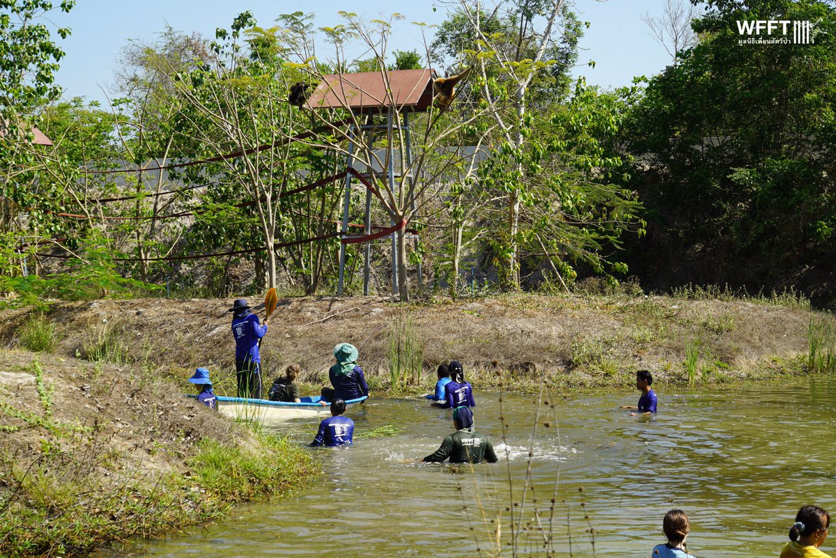 WFFThailand's tweet image. 🦦 The new HUGE #otter enclosure is almost ready, so it was time for a big clean-up! 💦

Our staff and #volunteers didn’t hold back… they jumped in to get the new enclosure and lake otter-ready.

We can’t wait to see one of our otter groups exploring their new home!