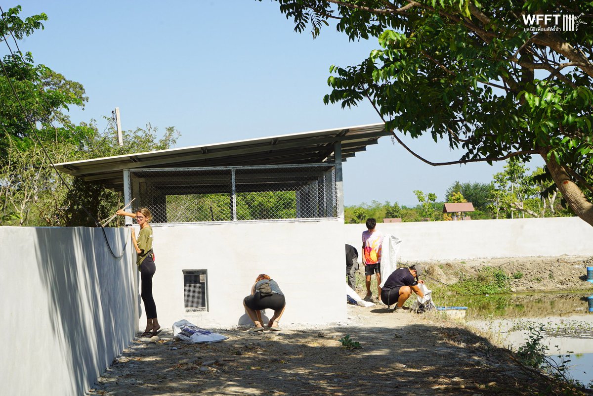 WFFThailand's tweet image. 🦦 The new HUGE #otter enclosure is almost ready, so it was time for a big clean-up! 💦

Our staff and #volunteers didn’t hold back… they jumped in to get the new enclosure and lake otter-ready.

We can’t wait to see one of our otter groups exploring their new home!