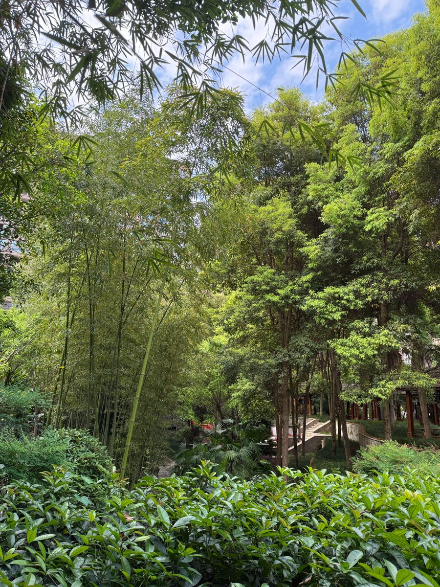 Boooo波妞! tweet media