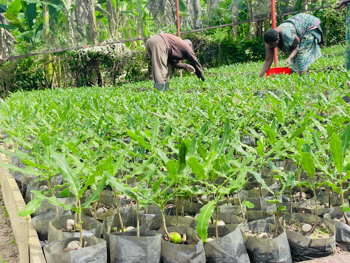 GreenGoal Hub tweet media