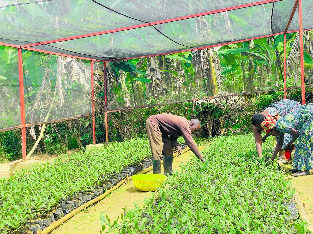 GreenGoal Hub tweet media