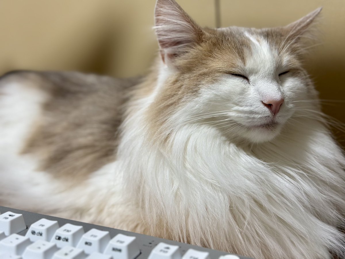 エドリー tweet media