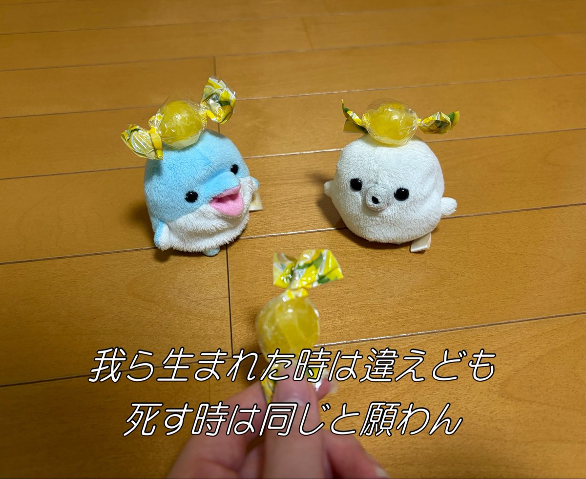 全方位あざらし tweet media