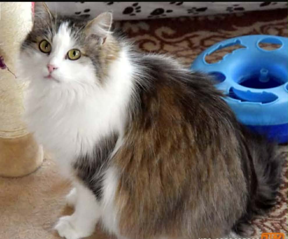 Kotkowo Pomocowo 😺 tweet media