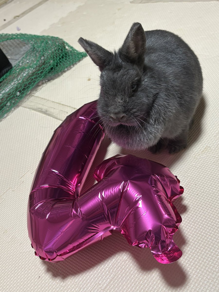 42Yukky's tweet photo. 昨年9月に我が家にやって来たもこちゃん🐰
本日4歳の誕生日を迎えました🎂🎉
人が大好きで構ってちゃん、夜も毛布の中に潜り込んできて撫でてもらうのが大好き♡
これからも幸せに暮らそうね💕︎ https://t.co/zJPfVfVzKm