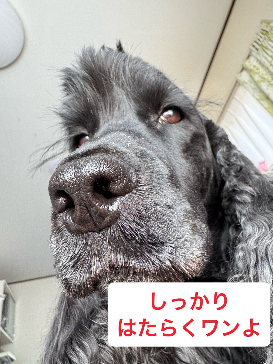 🦮マフィン＆🐕‍🦺マオ+おすかる tweet media