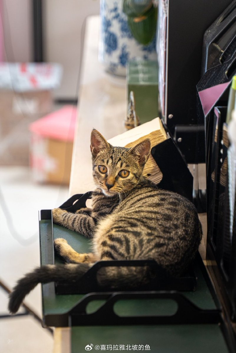 Michael robinson tweet media