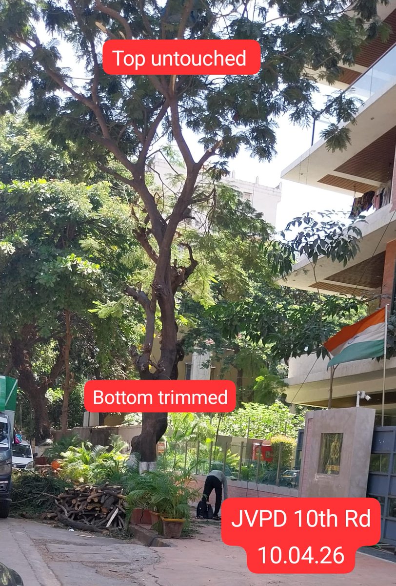 zoru75's tweet image. Hello @mybmc

Only bottom of these trees are being trimmed
Top is not being touched

This is incorrect way to trim trees

These trees will grow taller
&amp;amp; become top heavy
&amp;amp; eventually fall / collapse

Trimming of trees must always be top down

Kindly correct this wrong
Mumbai-wide