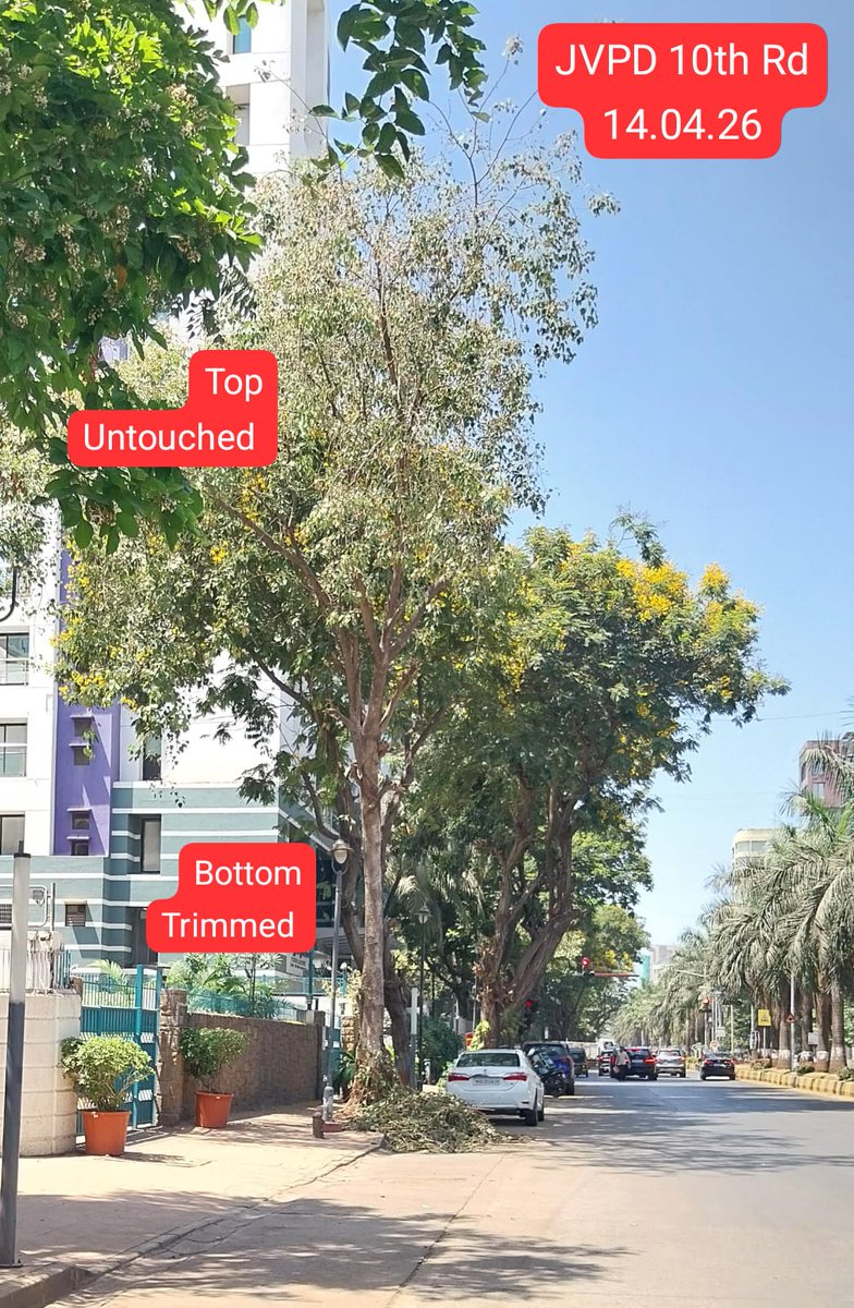zoru75's tweet image. Hello @mybmc

Only bottom of these trees are being trimmed
Top is not being touched

This is incorrect way to trim trees

These trees will grow taller
&amp;amp; become top heavy
&amp;amp; eventually fall / collapse

Trimming of trees must always be top down

Kindly correct this wrong
Mumbai-wide
