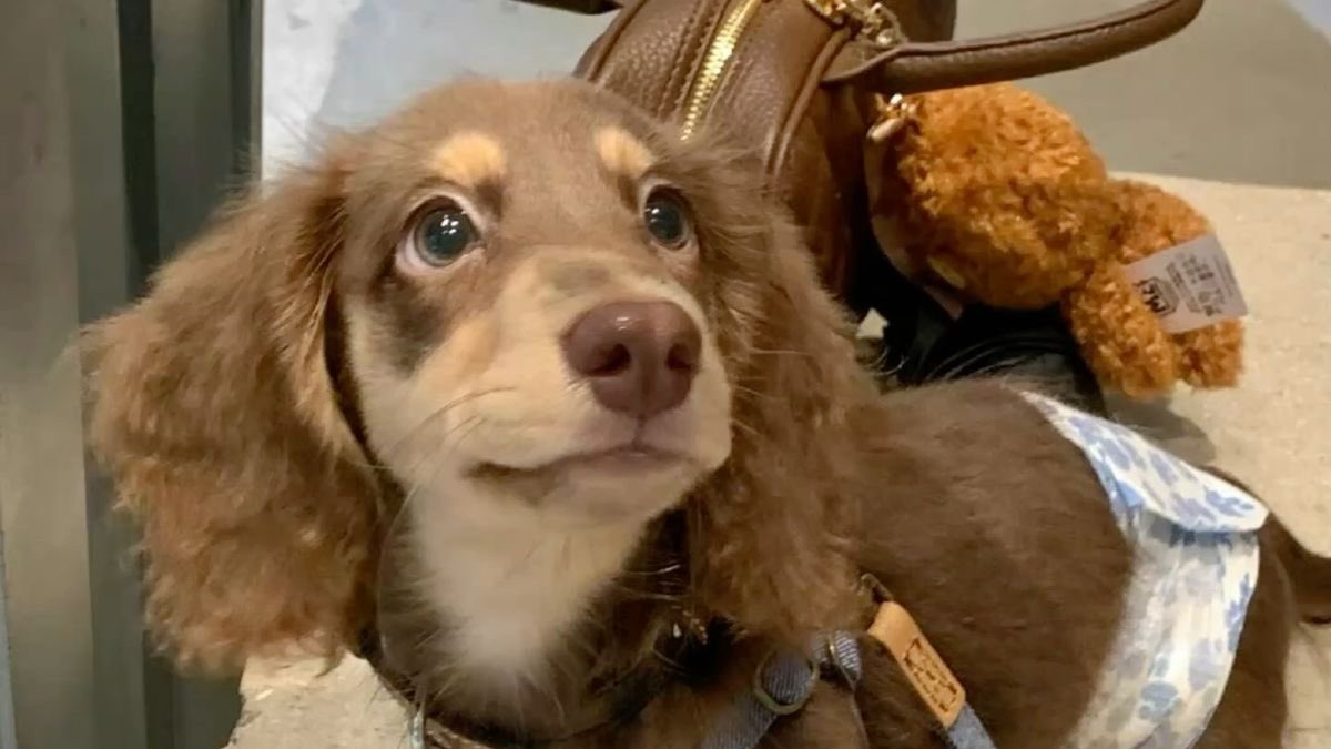 romina carpenter tweet media