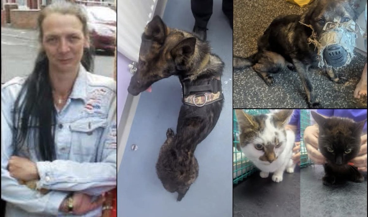 🚨 ANIMAL ABUSER CONVICTED AFTER STARVING GERMAN SHEPHERD WHO WAS EVENTUALLY PUT TO SLEEP DUE TO SUFFERING 🚨 JOANNE FALCONER, 58 TYNE & WEAR NE34 CONVICTED | Joanne Falconer, 58, from South