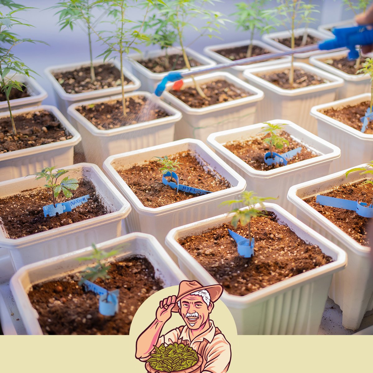 OneGanjaLove's tweet image. One Ganja Love 💚

Premium CBD selectie
Legaal in heel NL

Check de link in bio

#OneGanjaLove #GanjaLove #happyjohn #jutvit
#Groningen #Zwolle #Lifestyle