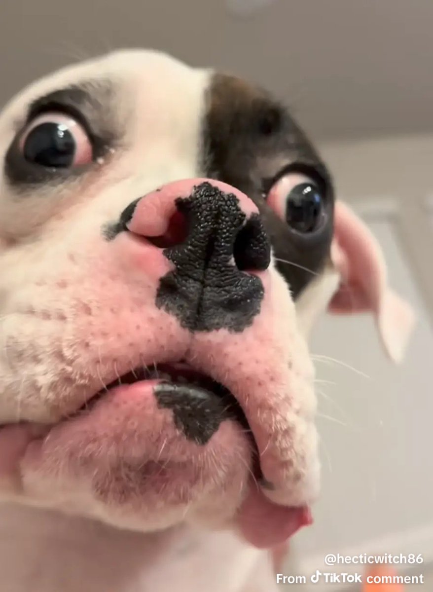 Funny Furry tweet media