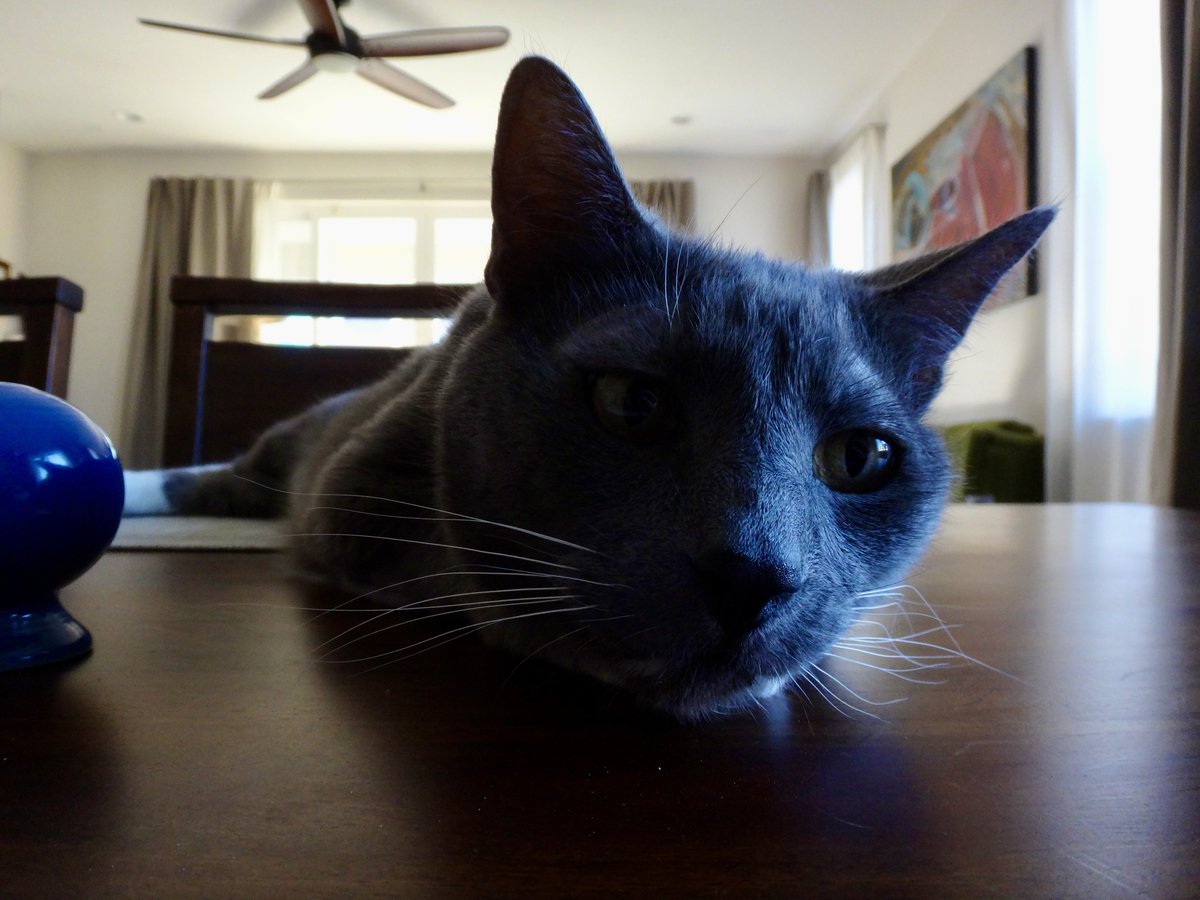 602Shaffer's tweet image. The king of the #kitchen table?