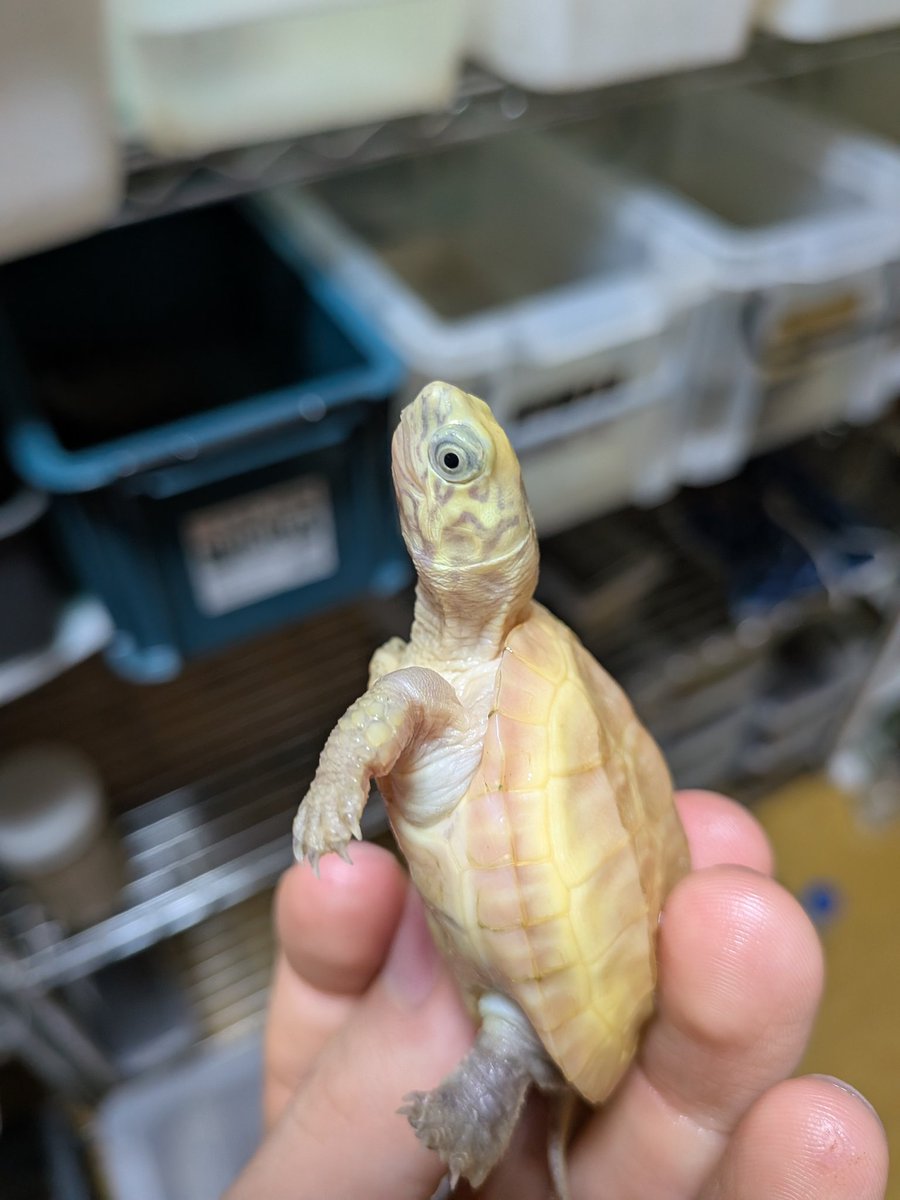 TurtleBoy648R's tweet image. クサガメってめちゃくちゃよくって…（語彙力
#クサガメ
#SPA