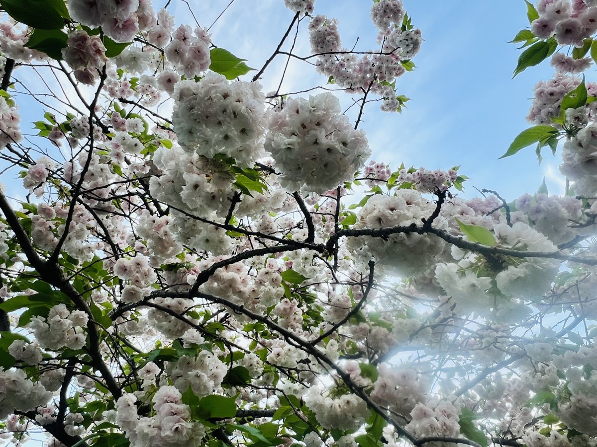 アツミ tweet media